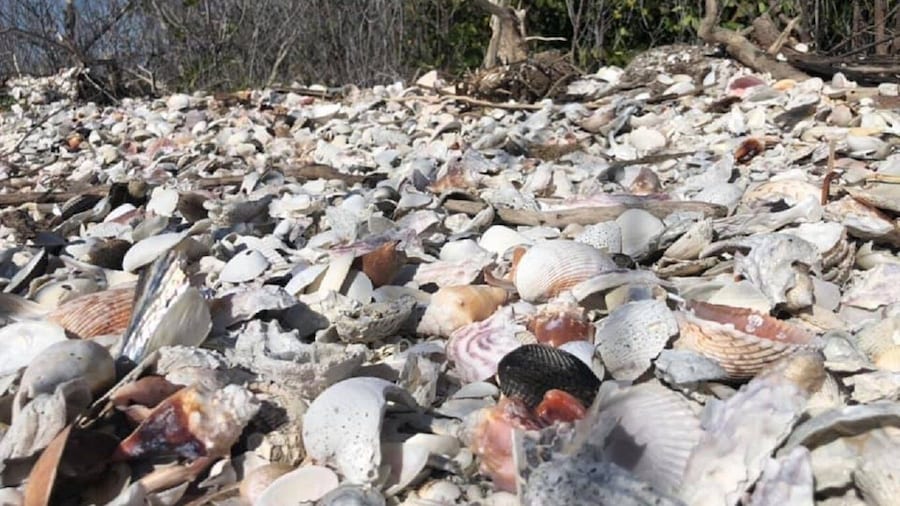 Picture 1 for Activity Marco Island: 1Ten Thousand Islands Dolphin & Shelling Tour