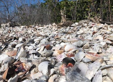 Marco Island: Skjell- og delfintur på Ten Thousand Islands