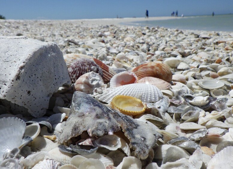 Picture 3 for Activity Marco Island: 1Ten Thousand Islands Dolphin & Shelling Tour