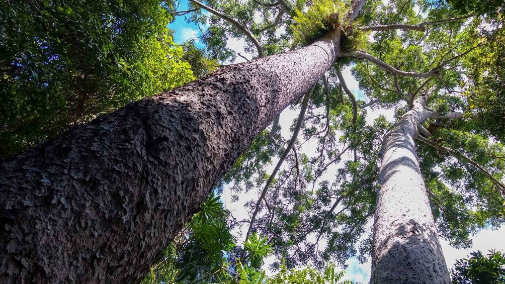 Picture 1 for Activity Cairns: Paronella, Lake Barrine & Millaa Millaa Falls Tour