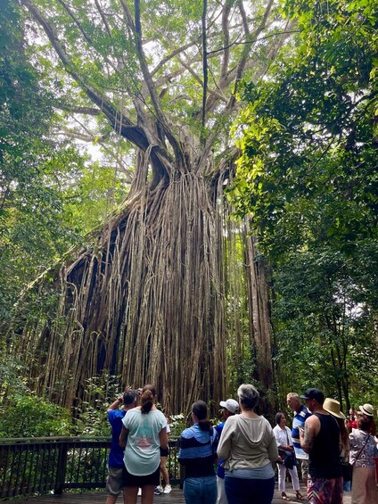 Picture 11 for Activity Cairns: Paronella, Lake Barrine & Millaa Millaa Falls Tour