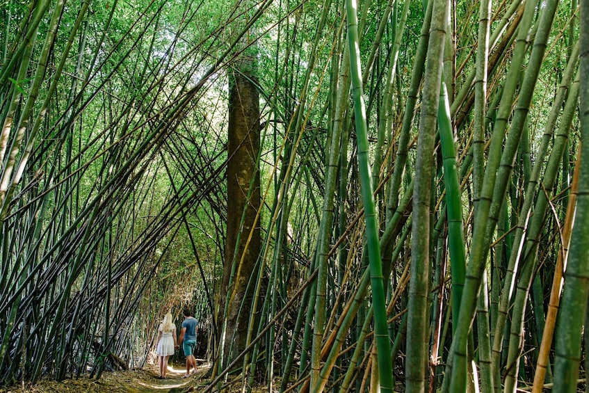 Picture 6 for Activity Cairns: Paronella, Lake Barrine & Millaa Millaa Falls Tour