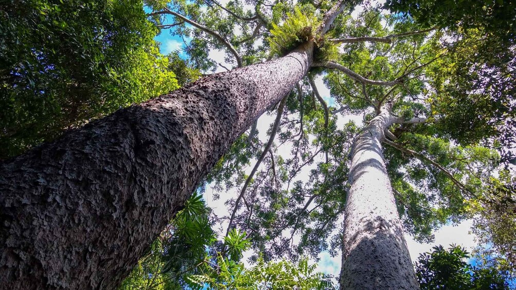 Picture 1 for Activity Cairns: Paronella, Lake Barrine & Millaa Millaa Falls Tour