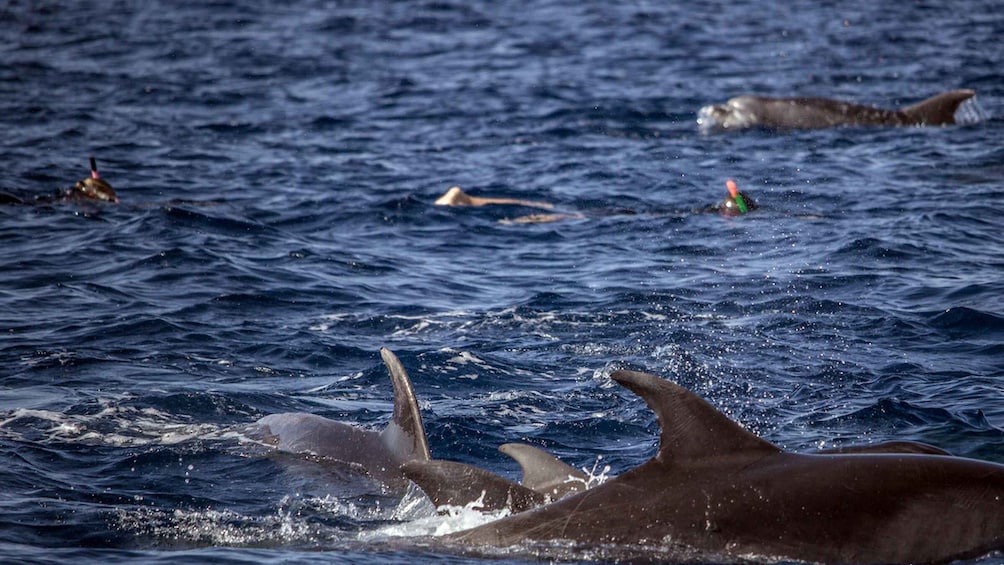 Picture 5 for Activity Azores: Swim with Dolphins Atlantic Experience