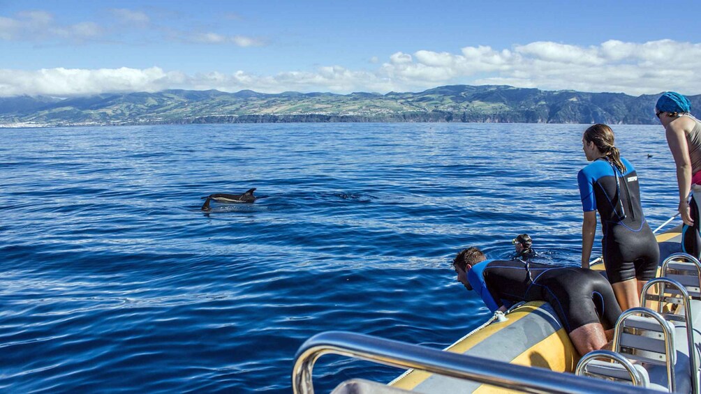 Picture 2 for Activity Azores: Swim with Dolphins Atlantic Experience