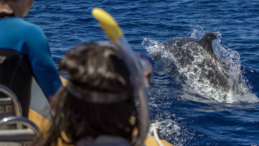 Picture 3 for Activity Azores: Swim with Dolphins Atlantic Experience