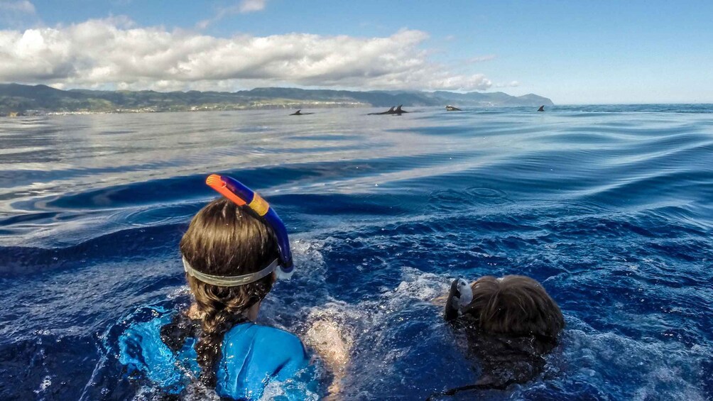 Picture 4 for Activity Azores: Swim with Dolphins Atlantic Experience