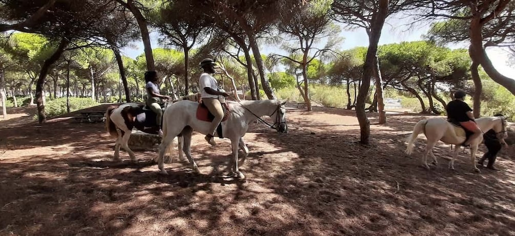 Cádiz Country side: Ride an Andalusian Horse