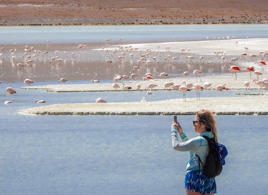 From Uyuni: Red Lagoon & Uyuni Salt Flats 3-Day Guided Tour