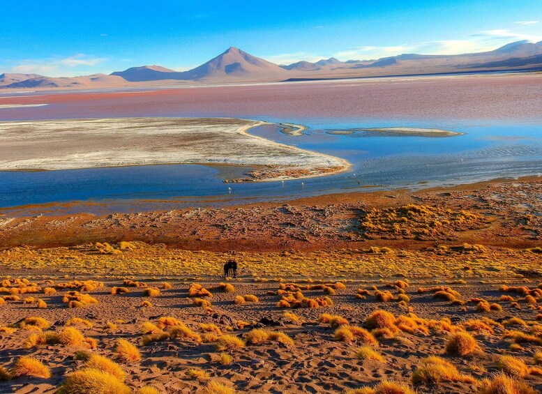 Picture 19 for Activity From Uyuni: Red Lagoon & Uyuni Salt Flats 3-Day Guided Tour