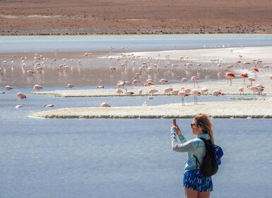 From Uyuni: Red Lagoon & Uyuni Salt Flats 3-Day Guided Tour