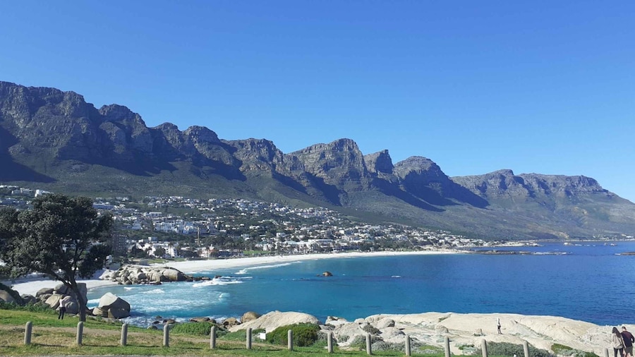 Cape Town: Halfday African Penguin tour
