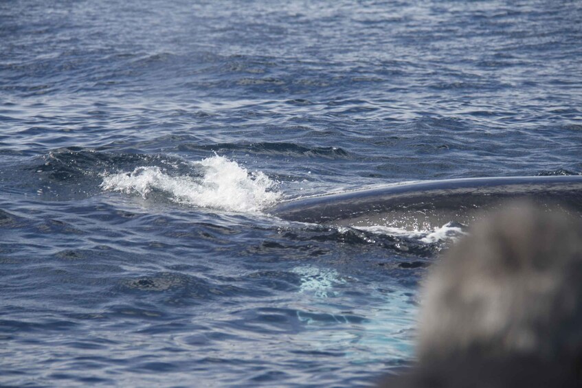 Picture 7 for Activity Terceira: Whale and Dolphin Watching in a Zodiac Boat