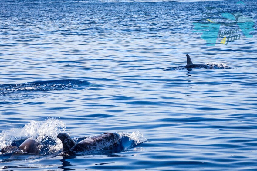 Picture 2 for Activity Terceira: Whale and Dolphin Watching in a Zodiac Boat