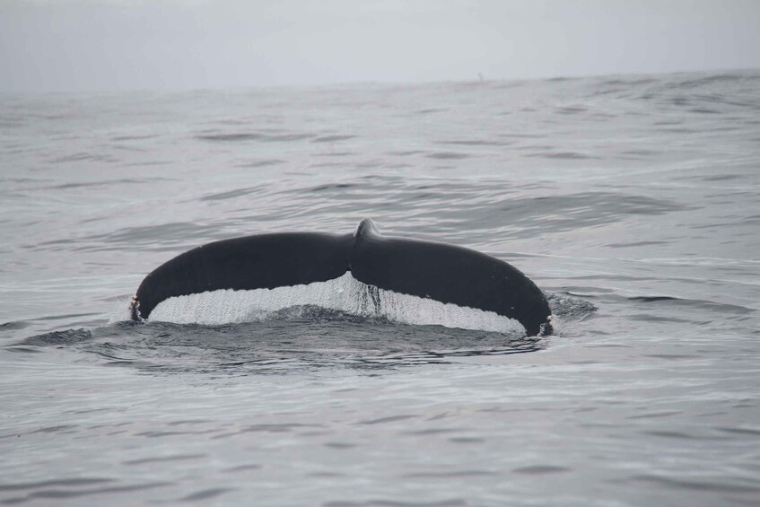 Picture 6 for Activity Terceira: Whale and Dolphin Watching in a Zodiac Boat