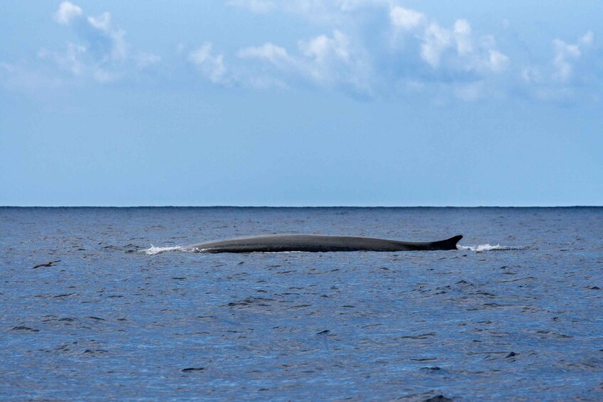 Picture 5 for Activity Terceira: Whale and Dolphin Watching in a Zodiac Boat