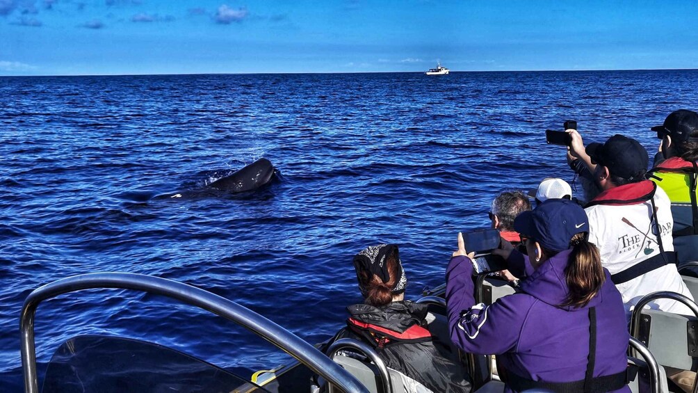 Picture 1 for Activity Terceira: Whale and Dolphin Watching in a Zodiac Boat