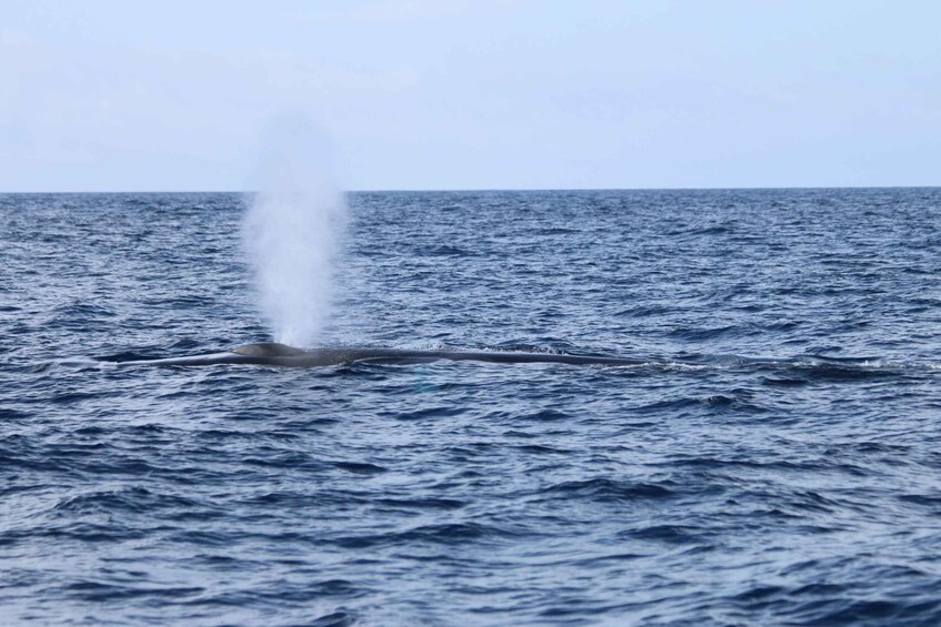 Picture 4 for Activity Terceira: Whale and Dolphin Watching in a Zodiac Boat