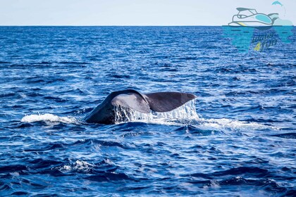 Terceira: osservazione di balene e delfini su una barca zodiacale