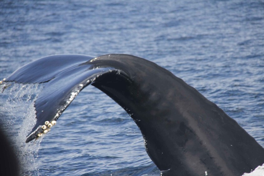 Picture 8 for Activity Terceira: Whale and Dolphin Watching in a Zodiac Boat