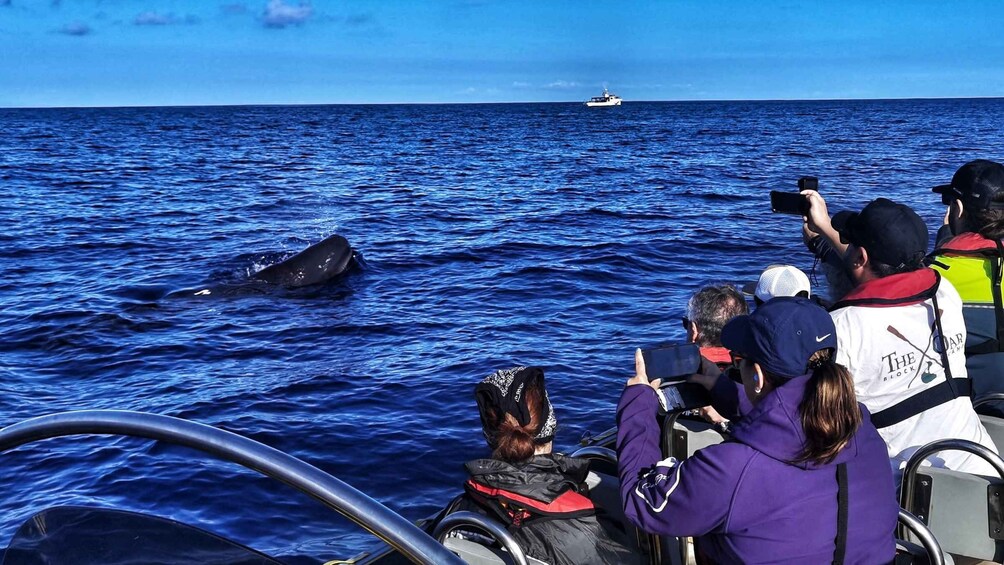 Picture 1 for Activity Terceira: Whale and Dolphin Watching in a Zodiac Boat