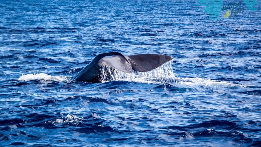 Terceira: Whale and Dolphin Watching in a Zodiac Boat