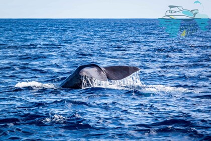 Terceira : observation des baleines et des dauphins dans un bateau zodiac