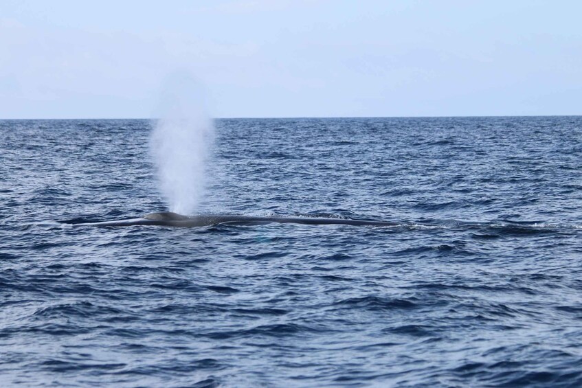 Picture 4 for Activity Terceira: Whale and Dolphin Watching in a Zodiac Boat