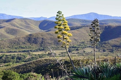 Hankey: Pabala Nature Reserve Guided Hiking Tour