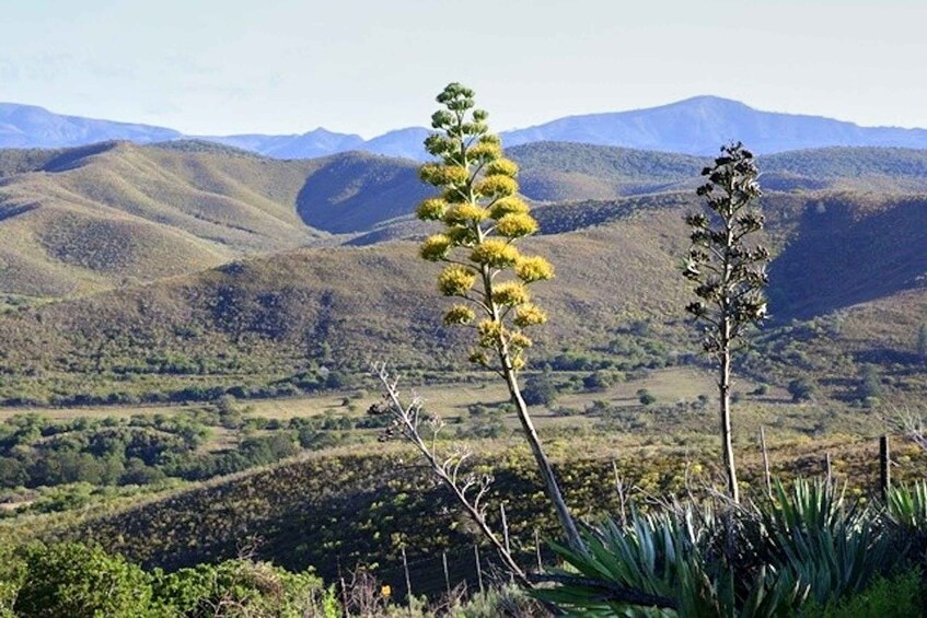 Hankey: Pabala Nature Reserve Guided Hiking Tour