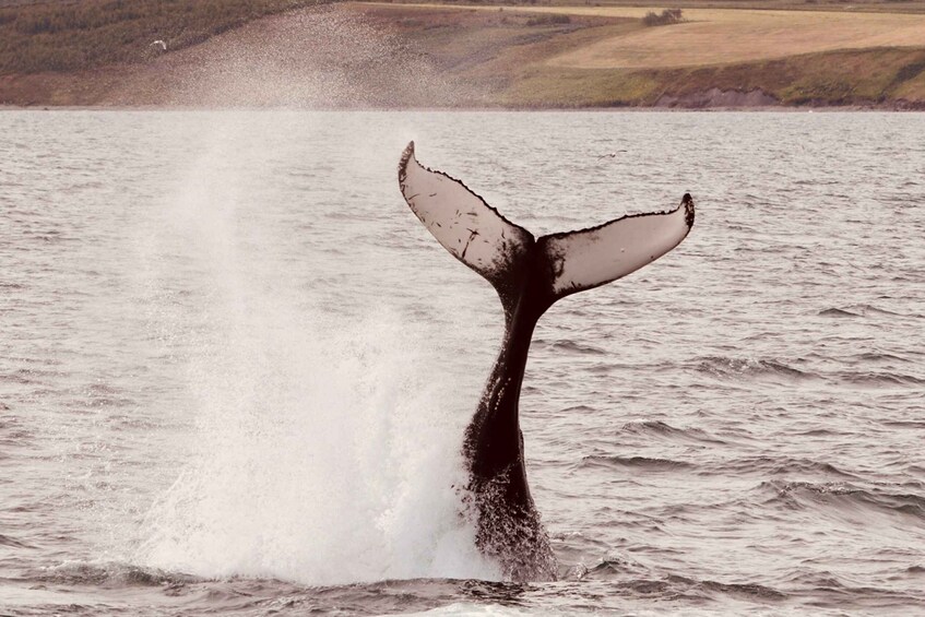 Picture 5 for Activity Dalvík: Whale Watching Speedboat Tour