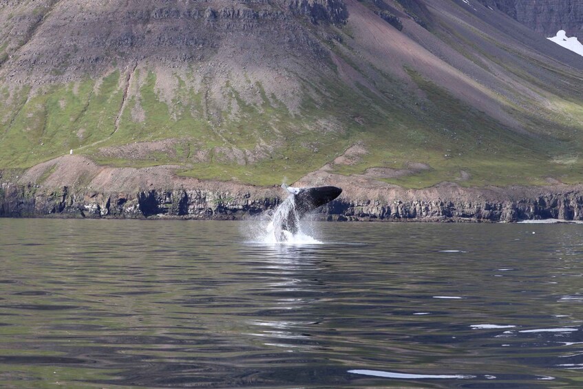 Picture 8 for Activity Dalvík: Whale Watching Speedboat Tour