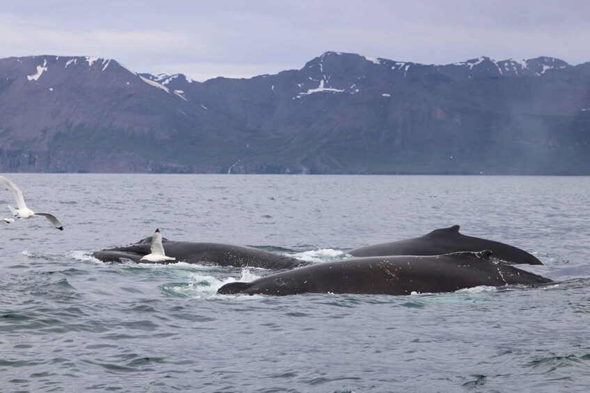 Picture 4 for Activity Dalvík: Whale Watching Speedboat Tour