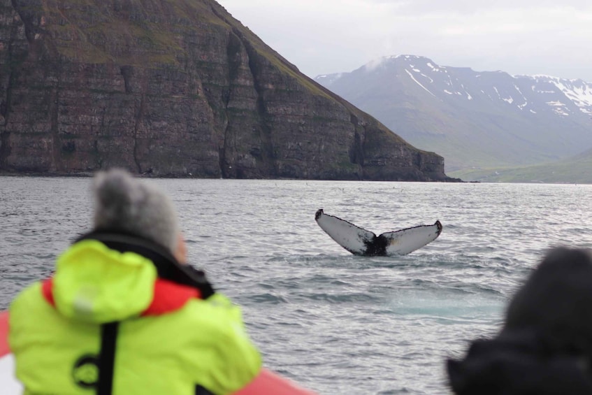 Picture 6 for Activity Dalvík: Whale Watching Speedboat Tour