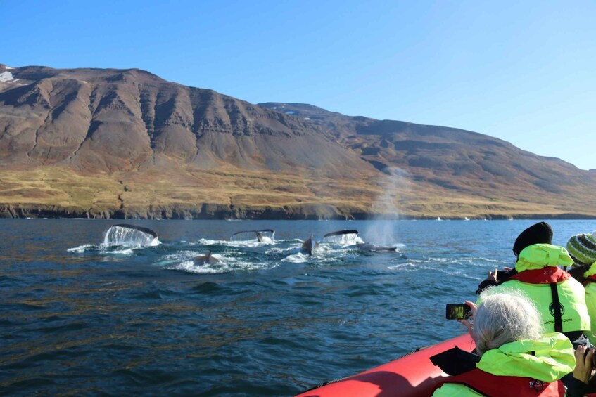 Picture 10 for Activity Dalvík: Whale Watching Speedboat Tour