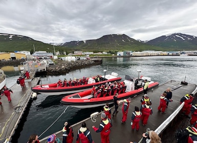 Dalvík: Whale Watching Speedboat Tour