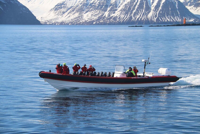 Picture 9 for Activity Dalvík: Whale Watching Speedboat Tour