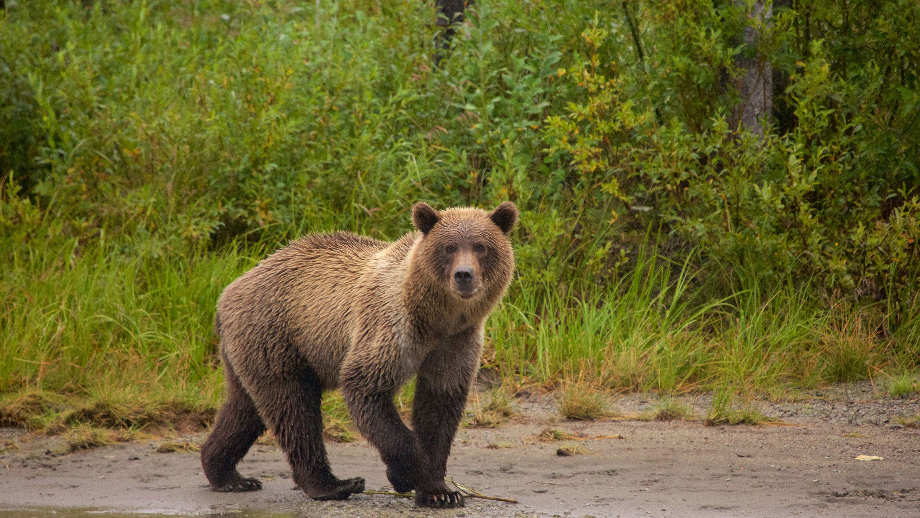 Traitor's Cove Bear Viewing Flightseeing Tour & Nature Walk