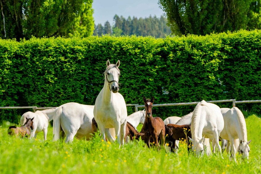 Picture 3 for Activity Piber: Lipizzan Stud Guided Tour