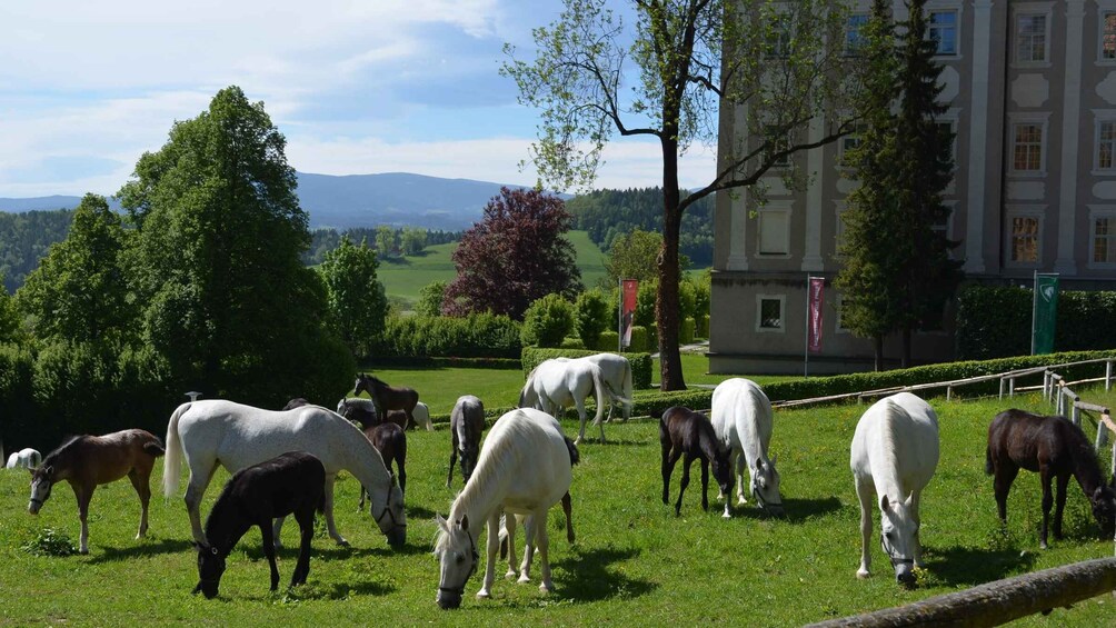 Picture 1 for Activity Piber: Lipizzan Stud Guided Tour