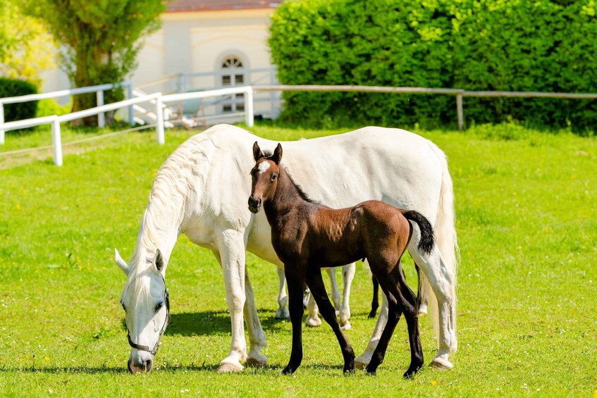 Piber: Lipizzan Stud Guided Tour