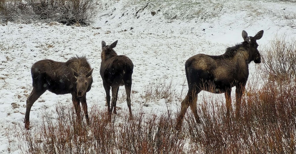 Picture 15 for Activity From Cody: Full-Day Yellowstone National Park Tour