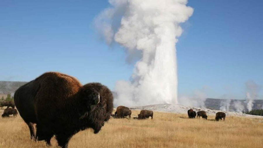 From Cody: Full-Day Yellowstone National Park Tour