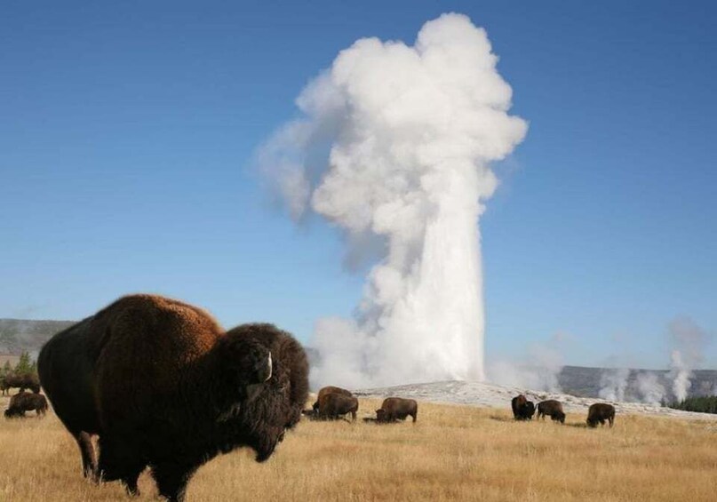 From Cody: Full-Day Yellowstone National Park Tour