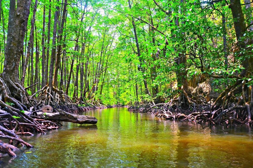 Picture 4 for Activity Puerto Princesa: Underground River, Zipline, Paddleboat Tour