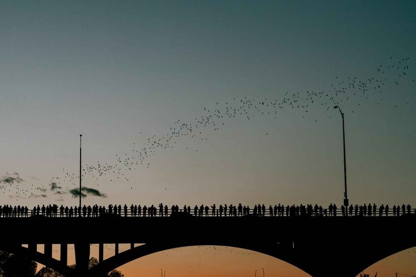 Picture 1 for Activity Austin: Sunset Bat Watching Kayak Tour