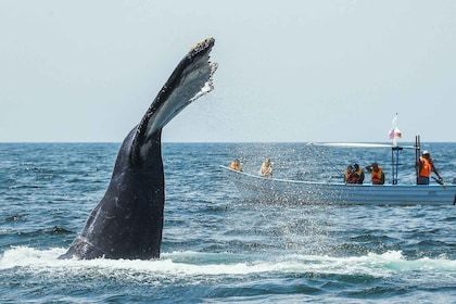 Buenaventura : Excursion d'observation des baleines avec nuitée