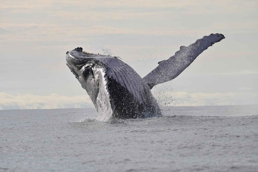 Picture 8 for Activity Buenaventura: Whale Watching Trip with Overnight Stay