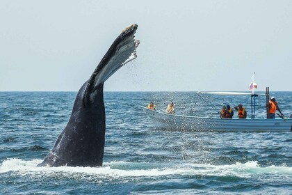 Buenaventura: viaje de avistamiento de ballenas con alojamiento de una noch...