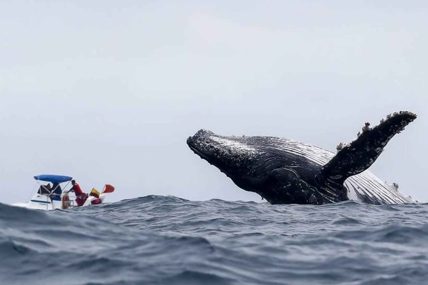 Picture 1 for Activity Buenaventura: Whale Watching Trip with Overnight Stay